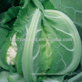 CF12 XJ no.2 65 days early maturity f1 hybrid white cauliflower seeds